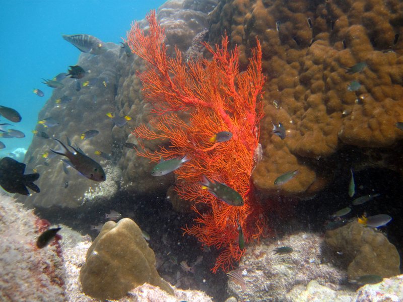 Đàn cá rô thia đen bơi lượn quanh “bụi” san hô đỏ
